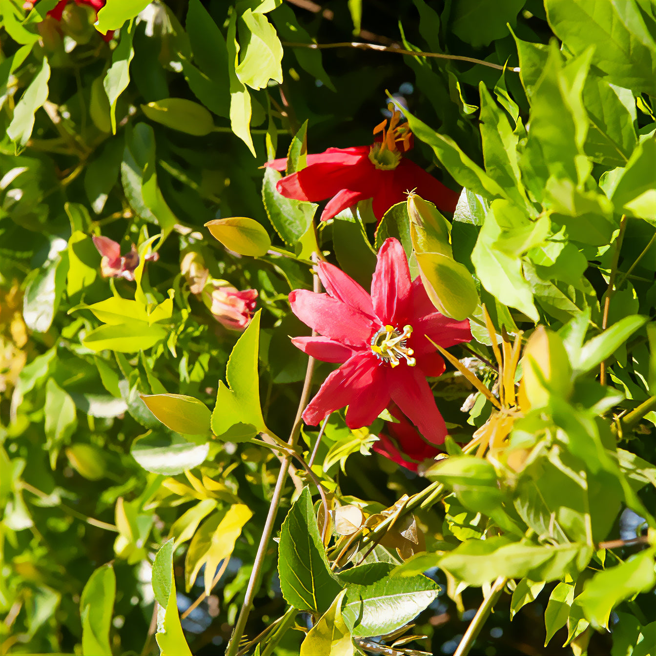 Passiflore exoniensis - Willemse