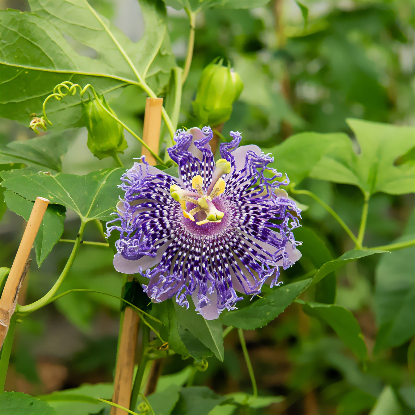Passiflore Fata Confetto - Willemse