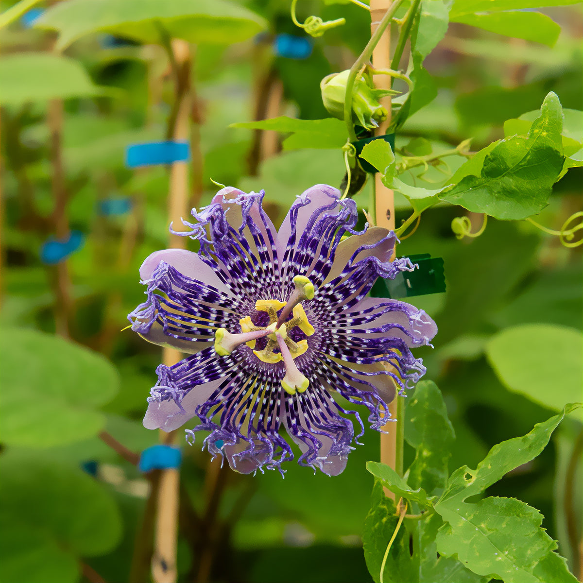 Passiflore Fata Confetto - Passiflora Fata confetto - Willemse
