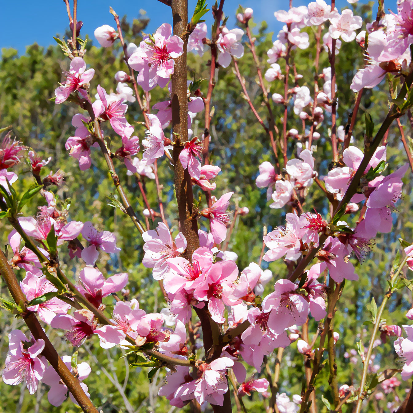 Prunus persica Saturne - Pêcher Saturne - Pêcher