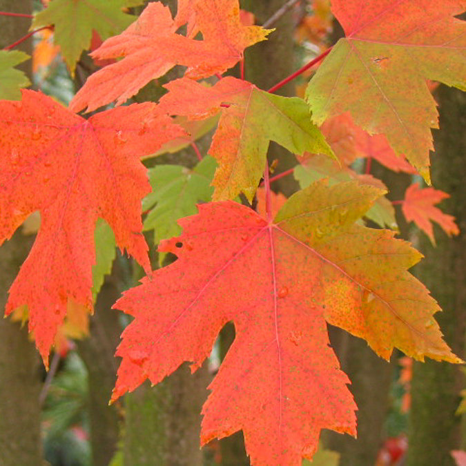 Erable de Freeman Autumn Blaze - Acer freemanii Autumn Blaze - Willemse