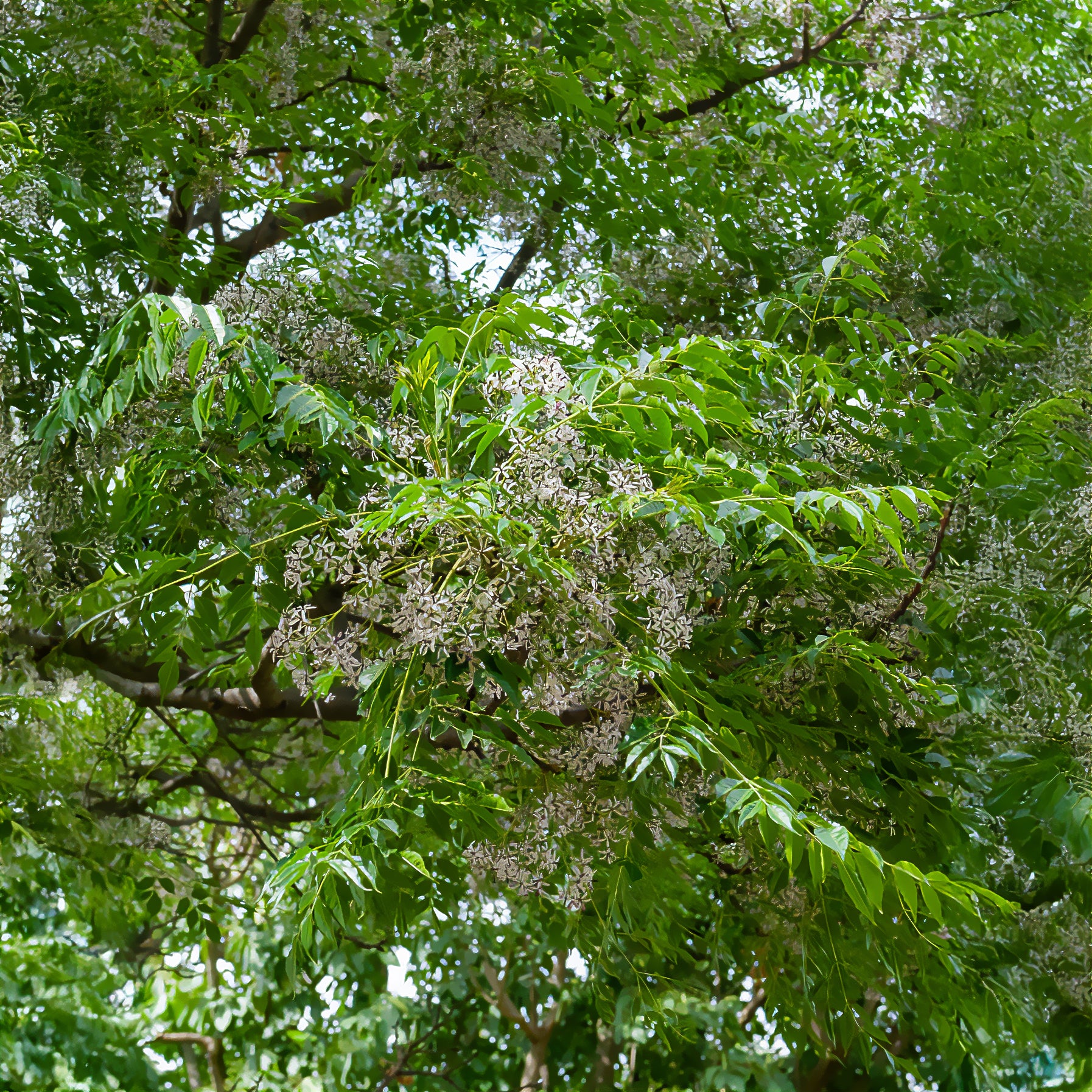 Melia azedarach - Lilas de Perse - Margousier - Arbres à fleurs