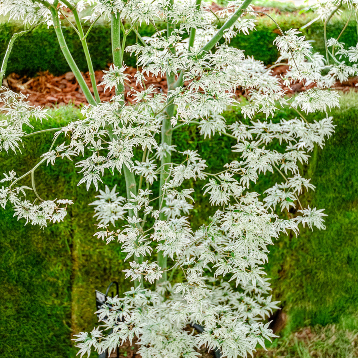 Erable du japon ukigumo - Acer palmatum 'Ukigumo' - Willemse