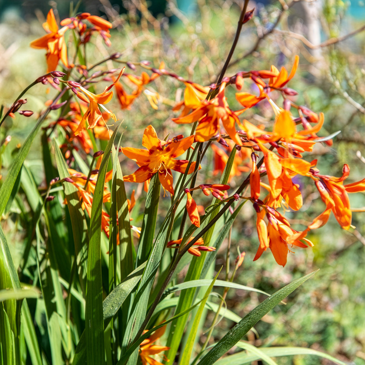 Crocosmias Emily Mckenzie - Crocosmia Emily Mckenzie - Willemse