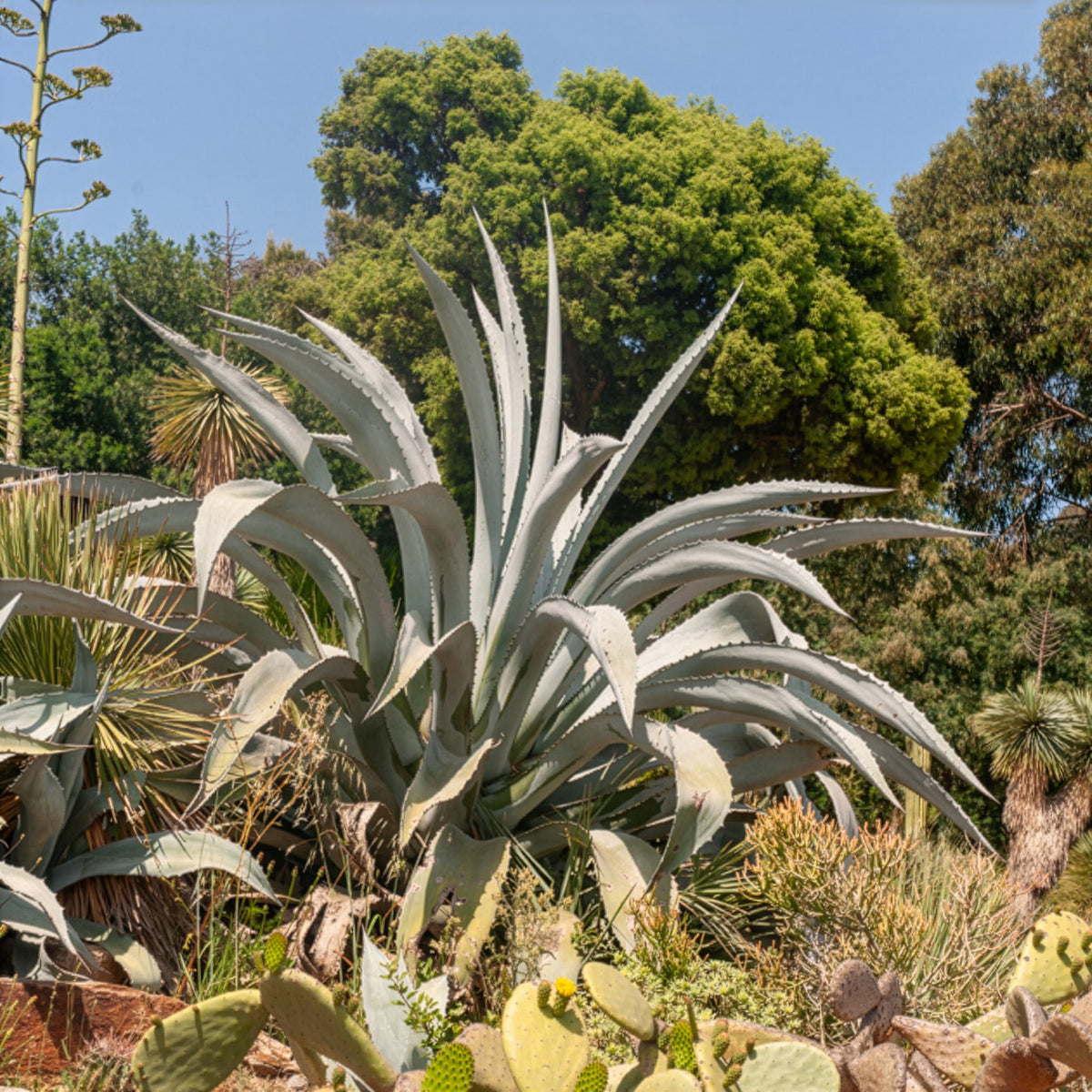 Agave d'Amérique - Agave americana - Willemse