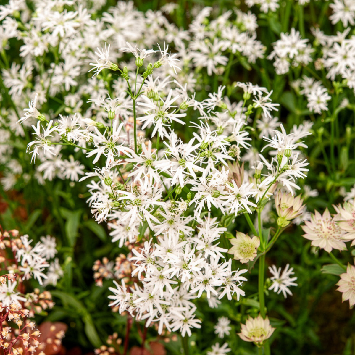Lychnis fleur de coucou White Robin - Lychnis flos-cuculi White Robin - Willemse
