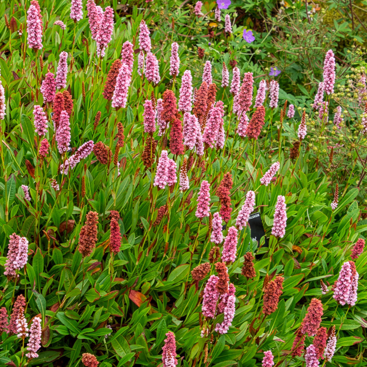 Renouée du Darjeeling Red - Persicaire - Persicaria affinis Darjeeling Red - Willemse