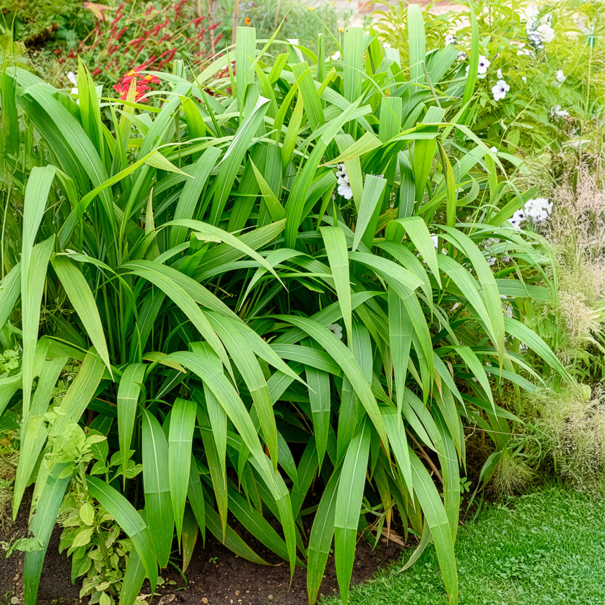 Herbe palmier - Setaria palmifolia - Willemse
