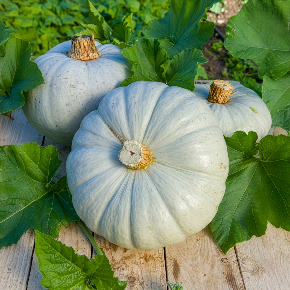 Potiron bleu de Hongrie - Cucurbita maxima Bleu de Hongrie - Willemse