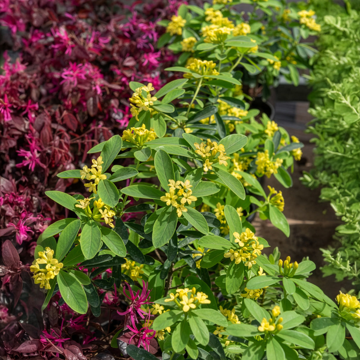 Daphne Royal Crown - Daphne gemmata Royal Crown - Willemse