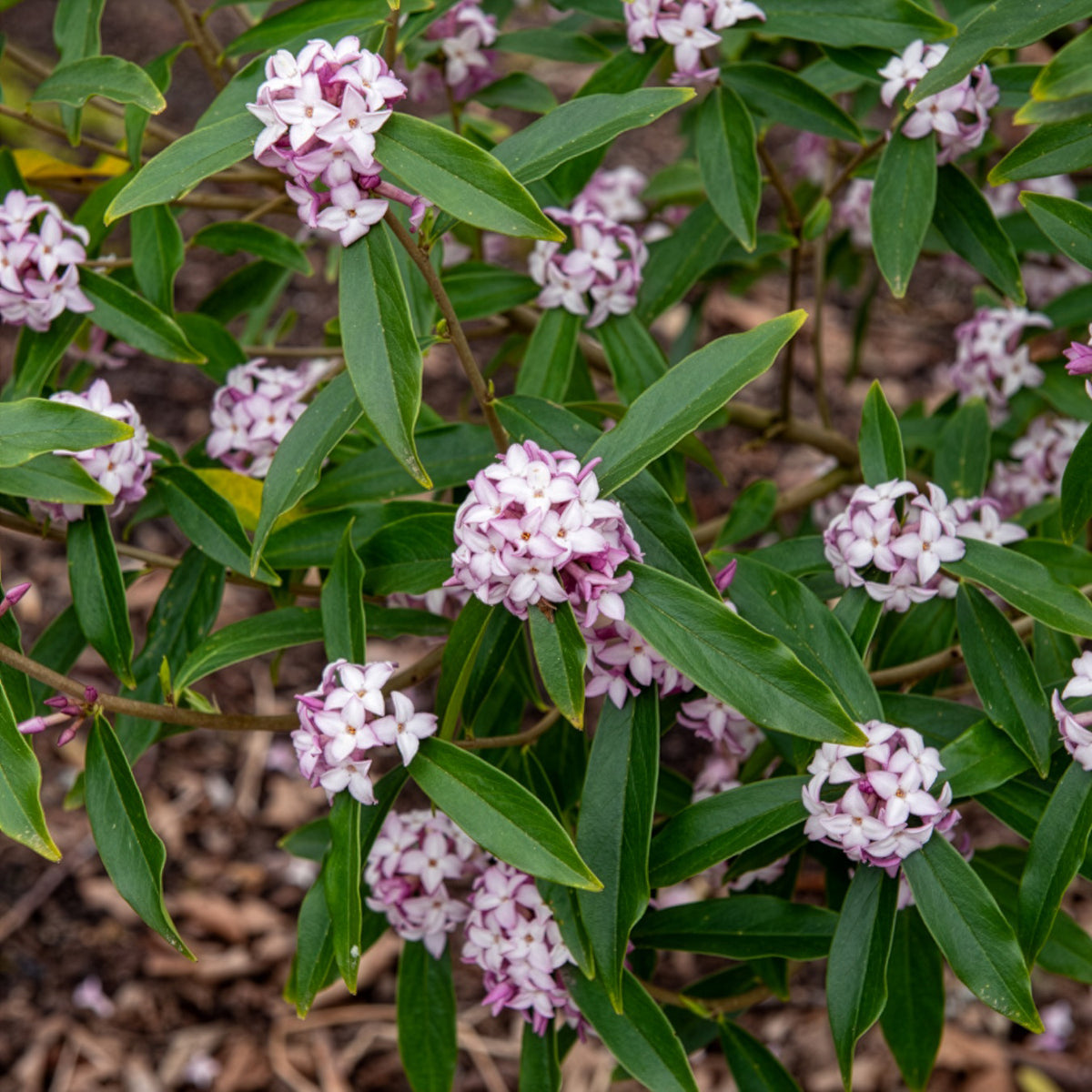 Daphne Perfum Princess White - Daphne odora Perfum Princess White - Willemse