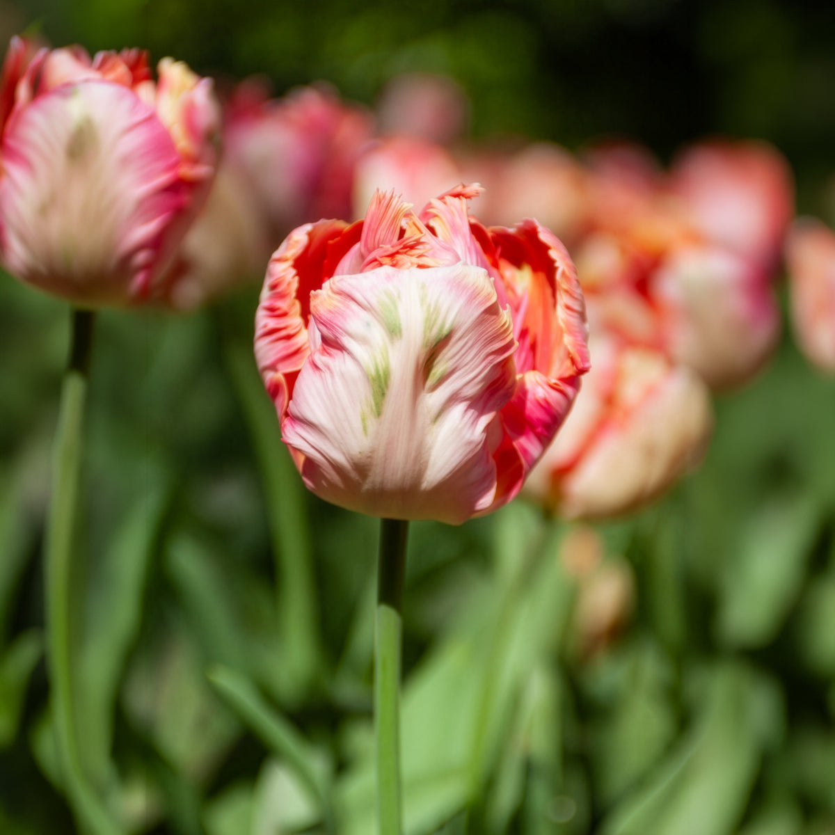 Tulipe Apricot Parrot - Tulipa Apricot Parrot - Willemse