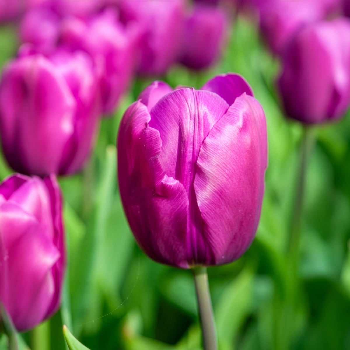 Bulbes de printemps pour massif arc-en-ciel - Narcissus, Tulipa Purple Priince, Van Eijk, Apeldoorn's Elite - Willemse