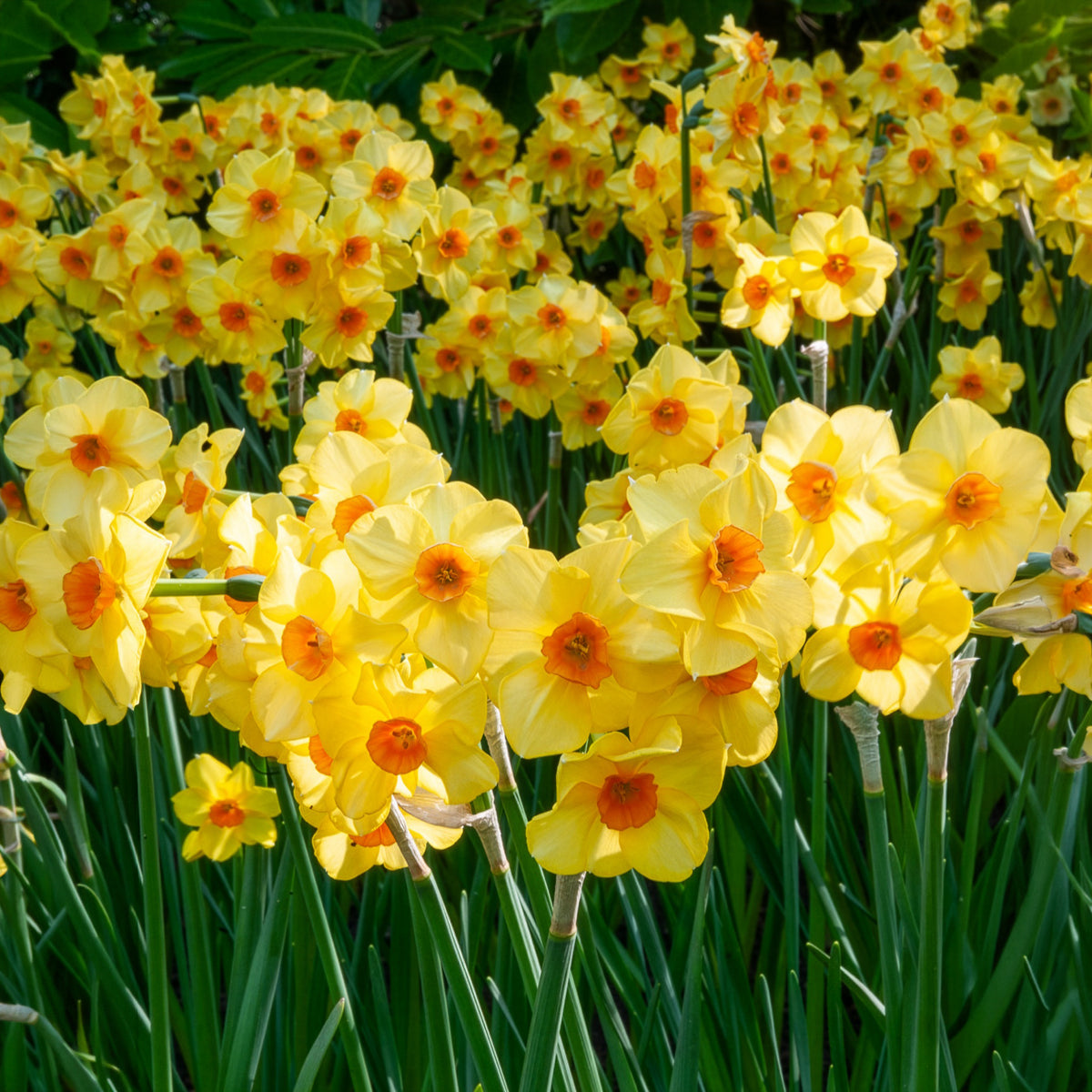 Bulbes de printemps pour massif jaune et orange - Tulipa Orange Breeze, Blushing Apeldorn, Appeldorn's Elite, Narcissus Martinette - Willemse