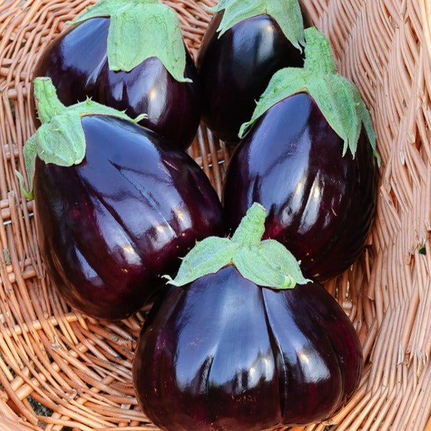 Aubergine Black Beauty - Morelle comestible - Solanum melongena black beauty - Graines de fruits et légumes