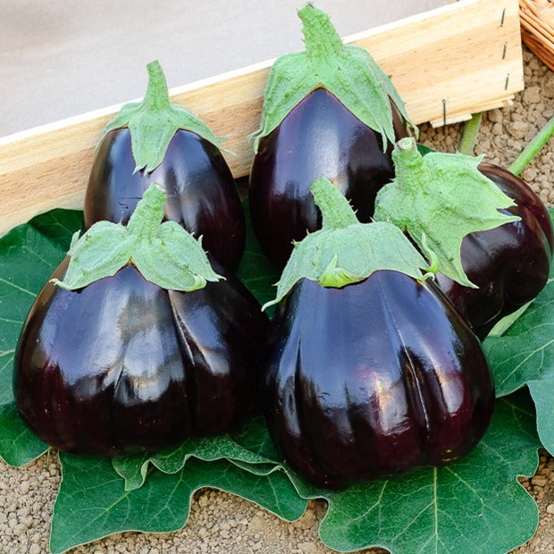 Aubergine Black Beauty - Morelle comestible - Solanum melongena black beauty - Potager