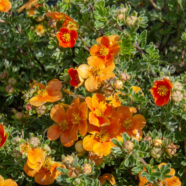 Potentille Hopley's Orange - Potentilla fruticosa Hopley's Orange - Willemse