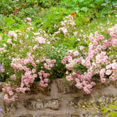 Rosier à massif The Fairy - Willemse