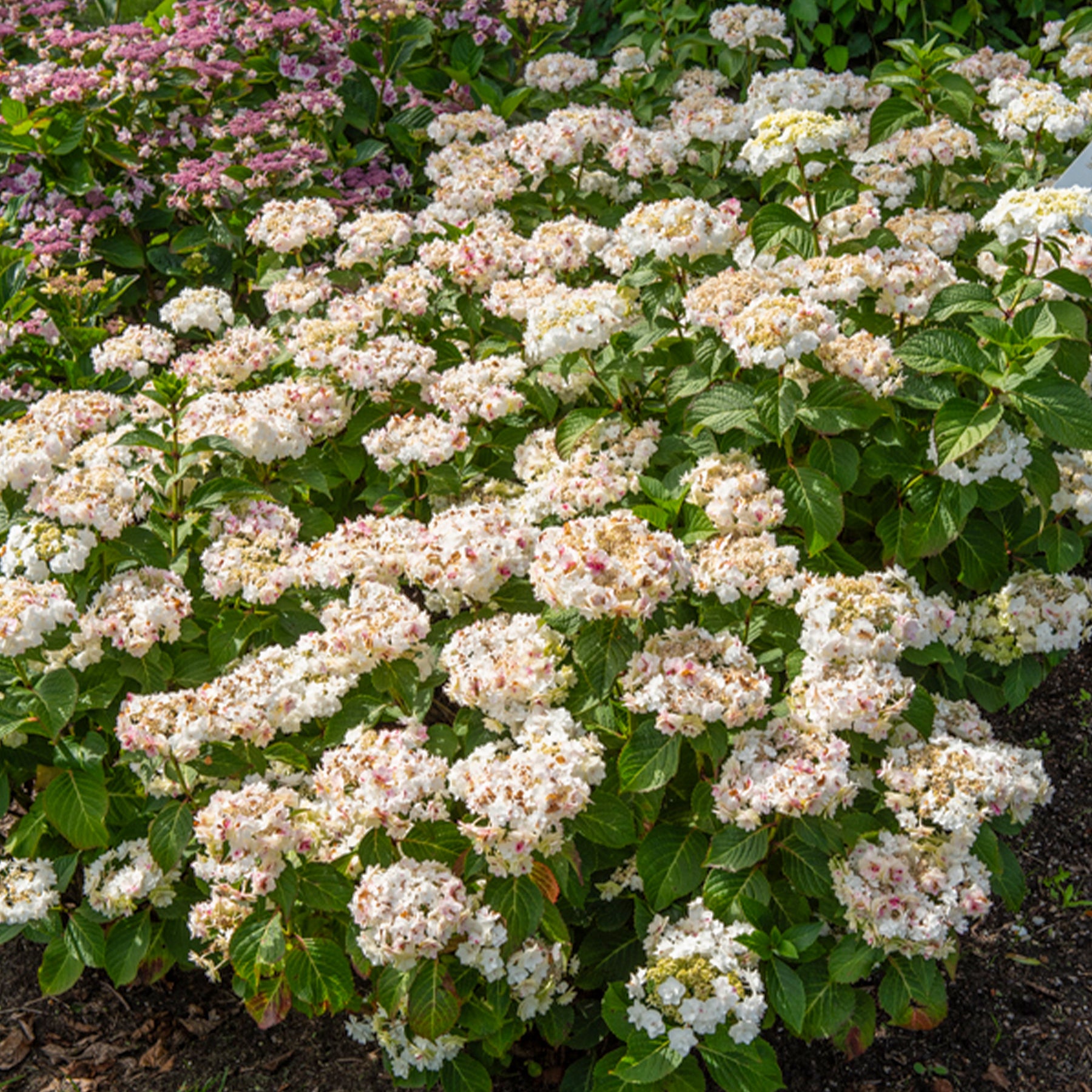 Hydrangea Doppio Bianco - Hortensia Doppio Bianco - Hortensias