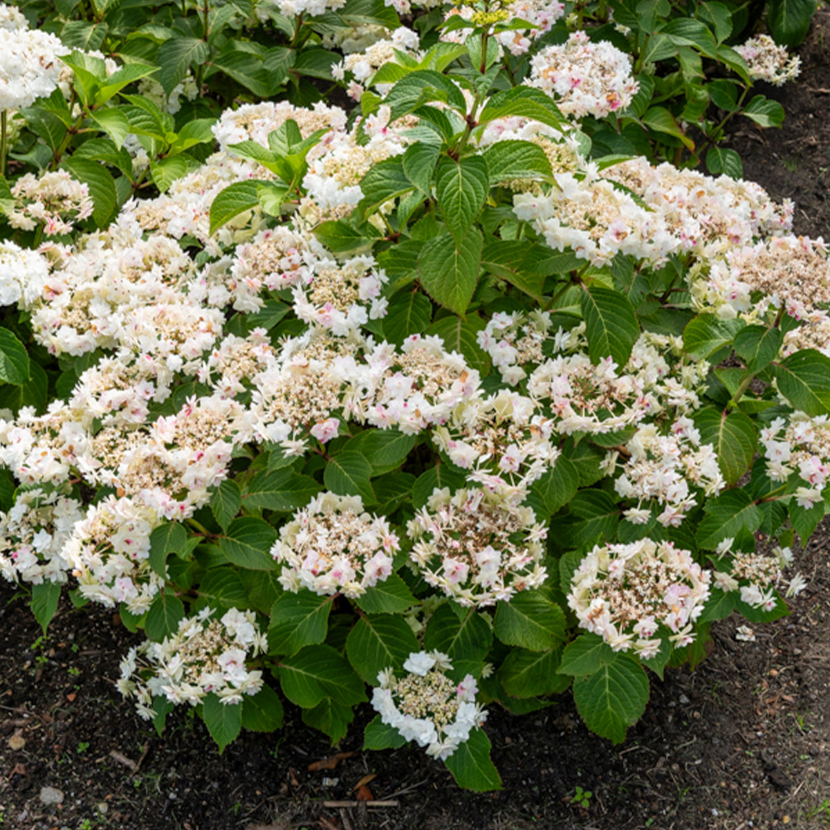 Hortensia Doppio Bianco - Hydrangea macrophylla Doppio Bianco - Willemse