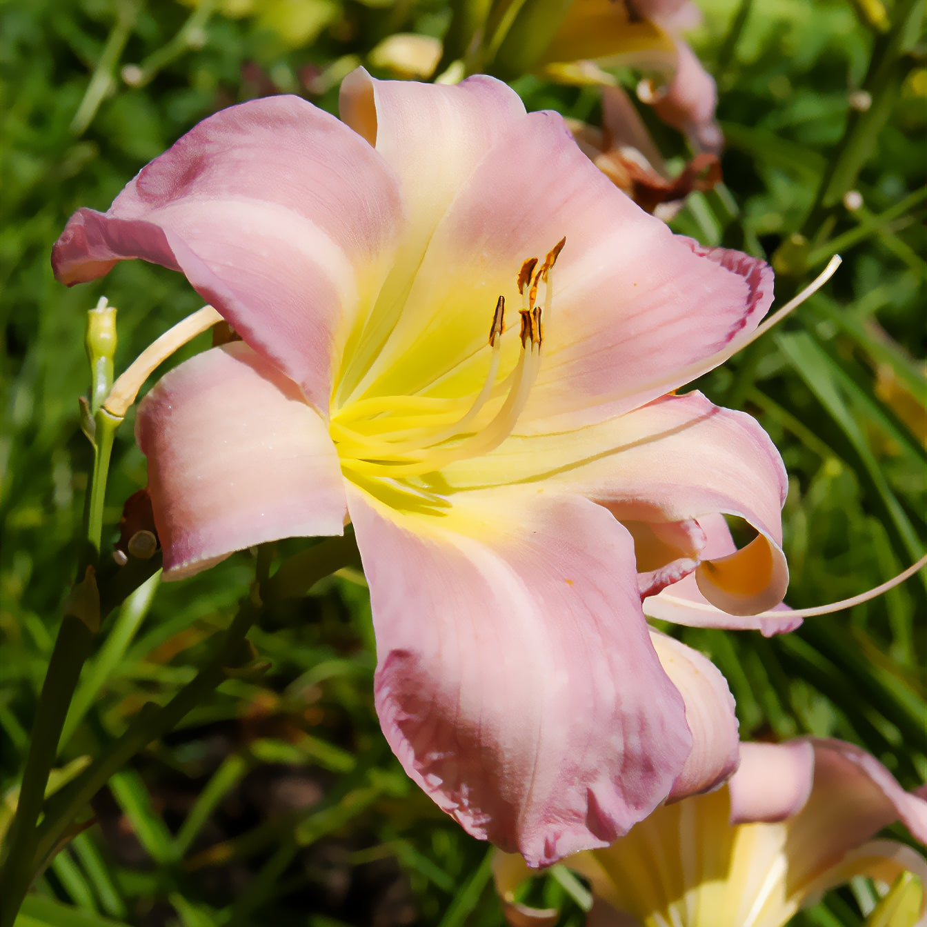 Hemerocallis Catherine woodbury - Hémérocalle Catherine Woodbury - Lys d'un jour - Hémérocalle