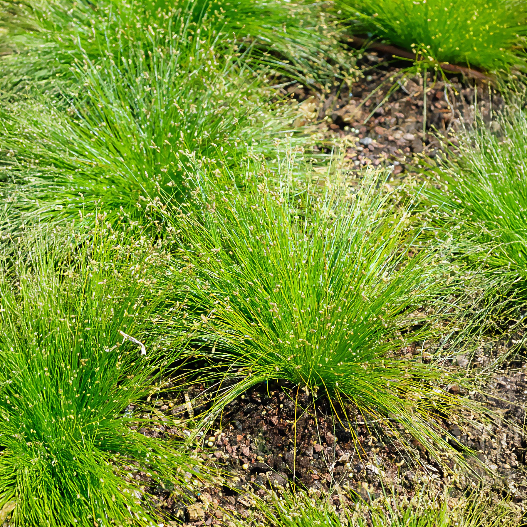 Plantes de berges - Scirpe infléchi Herbe fibre optique - Isolepis cernua