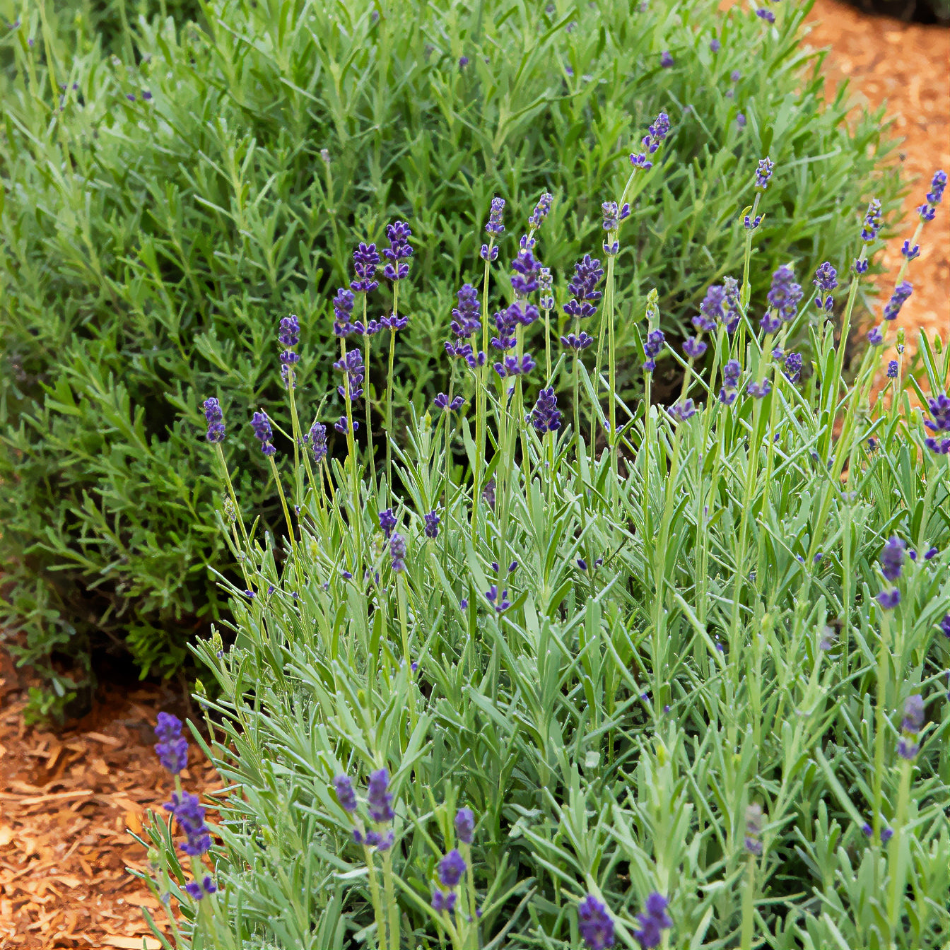 Lavandula angustifolia ardeche - 3 Lavandes Ardeche - Lavandes