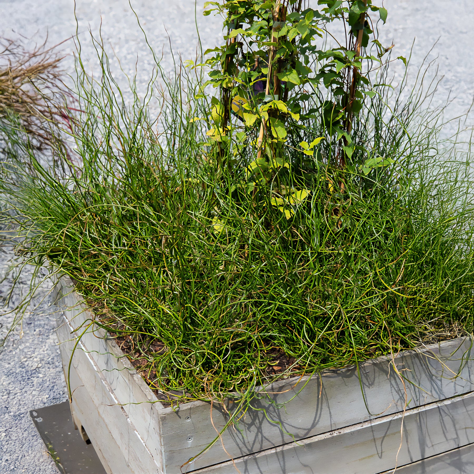 Juncus effusus spiralis - Jonc épars Spiralis - Jonc