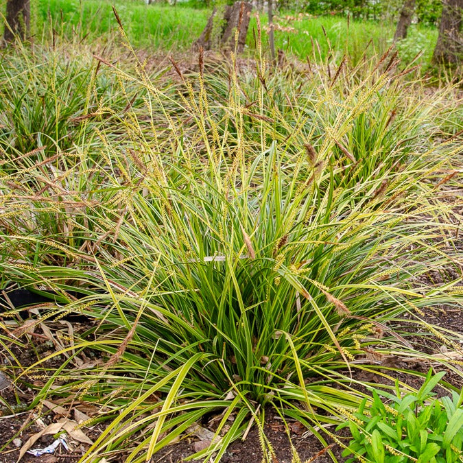 Laîche du Japon panachée - Carex - Carex morrowii variegata - Willemse