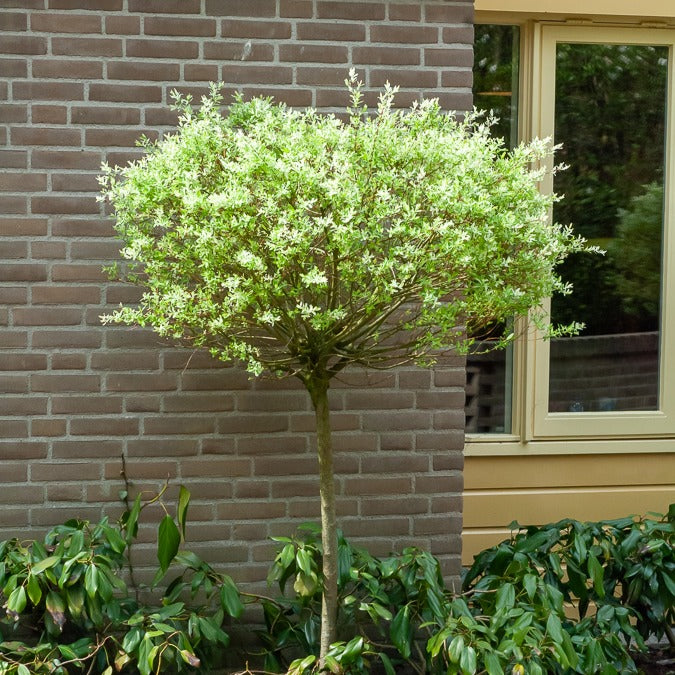 Saule - Saule crevette sur tige - Salix integra Hakuro Nishiki