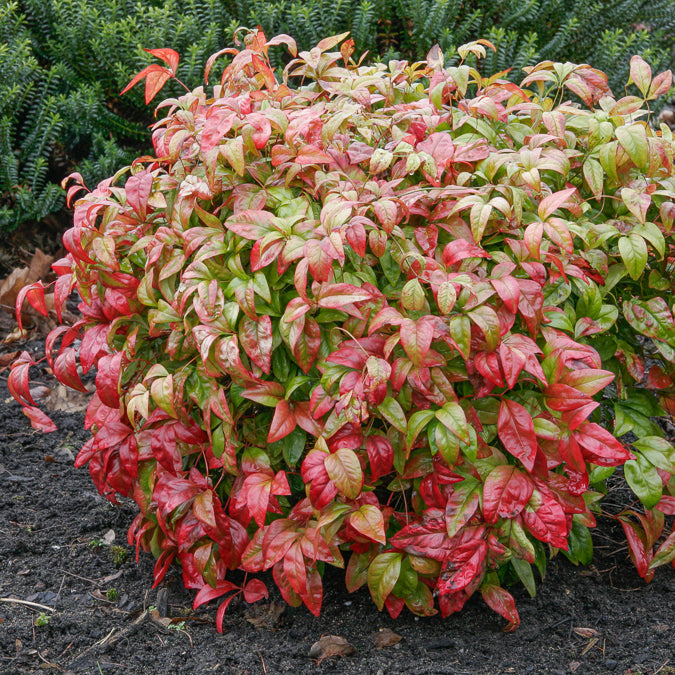 Bambou sacré Fire Power - Nandina domestica Fire Power - Willemse