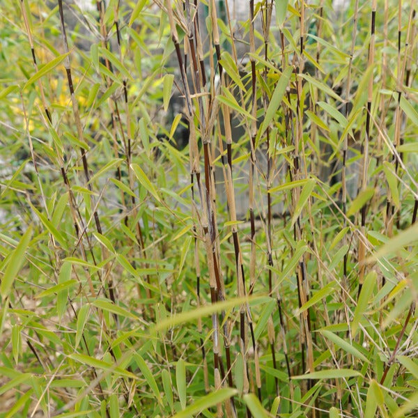 Bambou 'Volcano' non-traçant - Fargesia nitida 'volcano' - Willemse