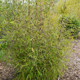 Bambou 'Volcano' non-traçant - Willemse