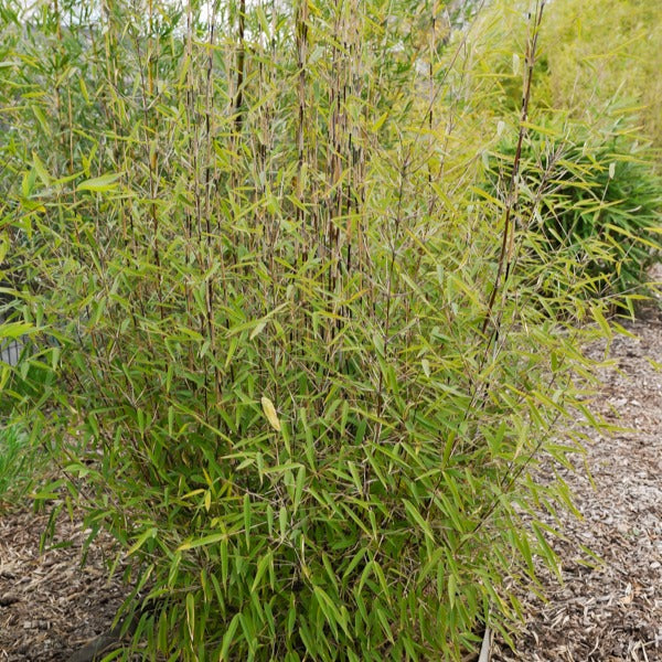 Bambou 'Volcano' non-traçant - Willemse