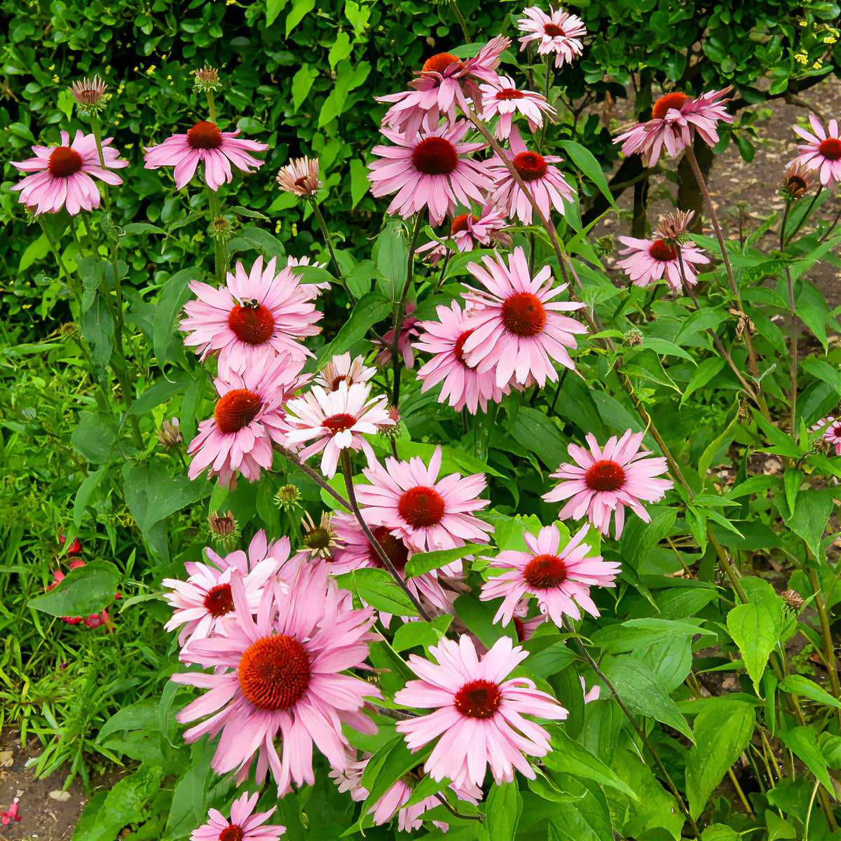 Echinacée pourpre - Echinacea purpurea - Willemse