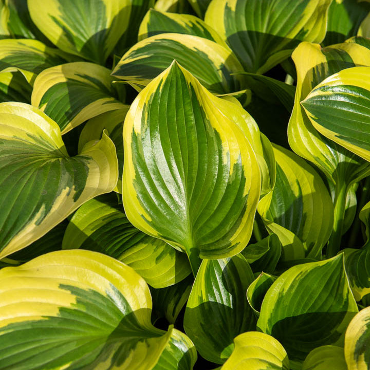 Hosta queen josephine - Hosta Queen Josephine - Hosta