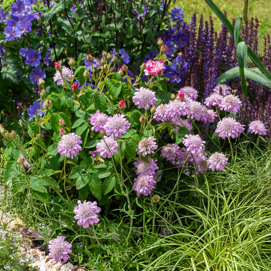 Scabieuse - Scabieuse colombaire Pink Mist - Scabiosa columbaria Pink Mist