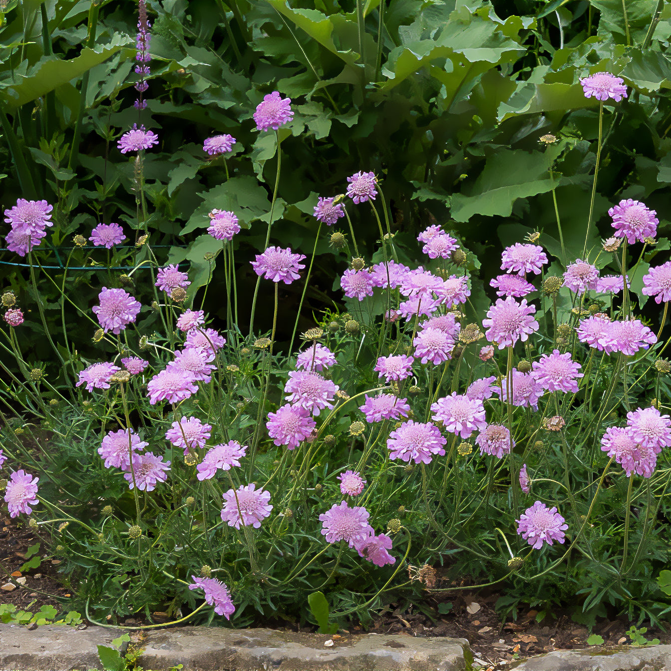 Scabiosa columbaria Pink Mist - Scabieuse colombaire Pink Mist - Scabieuse