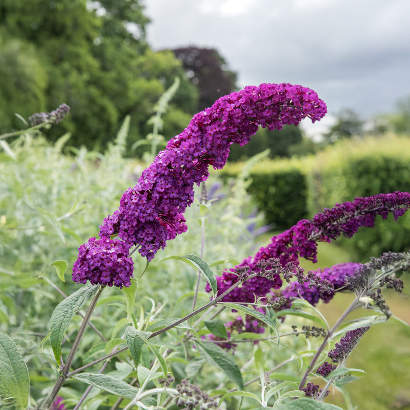 Arbre aux papillons Royal Red - Buddleja davidii Royal Red - Willemse