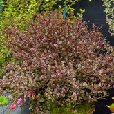 Lophomyrtus ralphii Little Star - Willemse