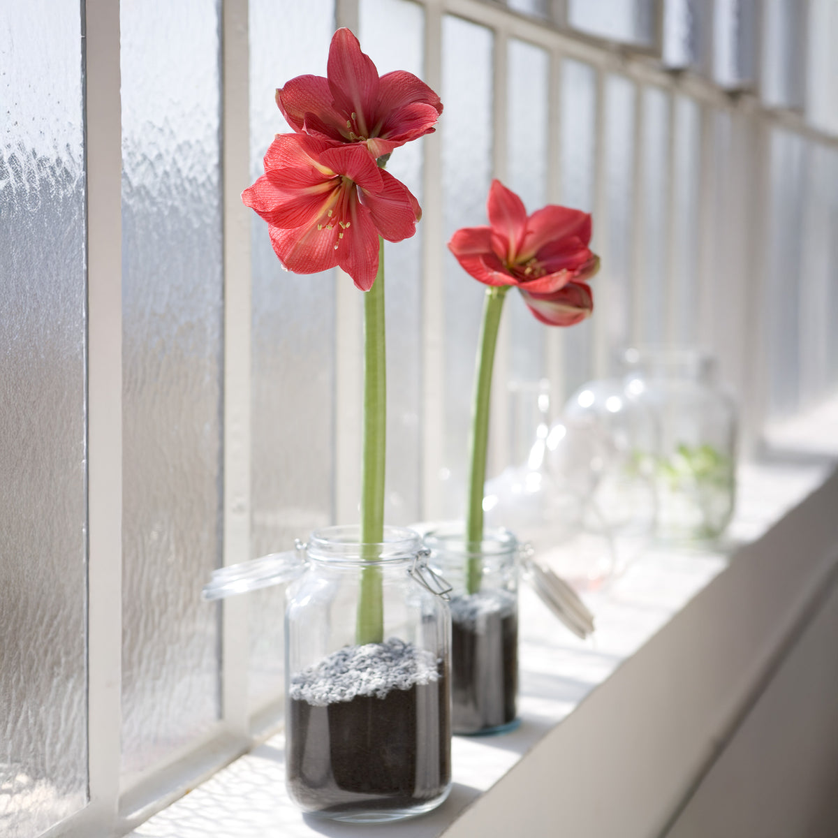 Wax Amaryllis  Gloss Silver - Amaryllis Gloss Silver - Willemse