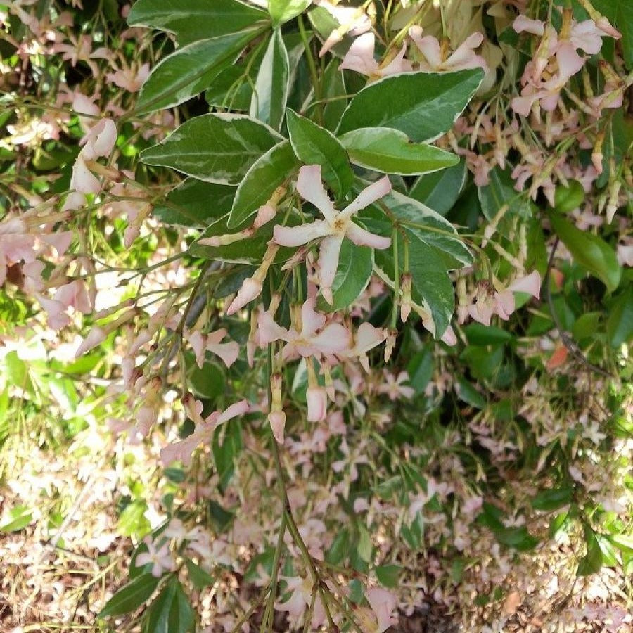 Trachelospermum asiaticum Star of Milano ® - Jasmin étoilé Star of Milano® - Jasmins