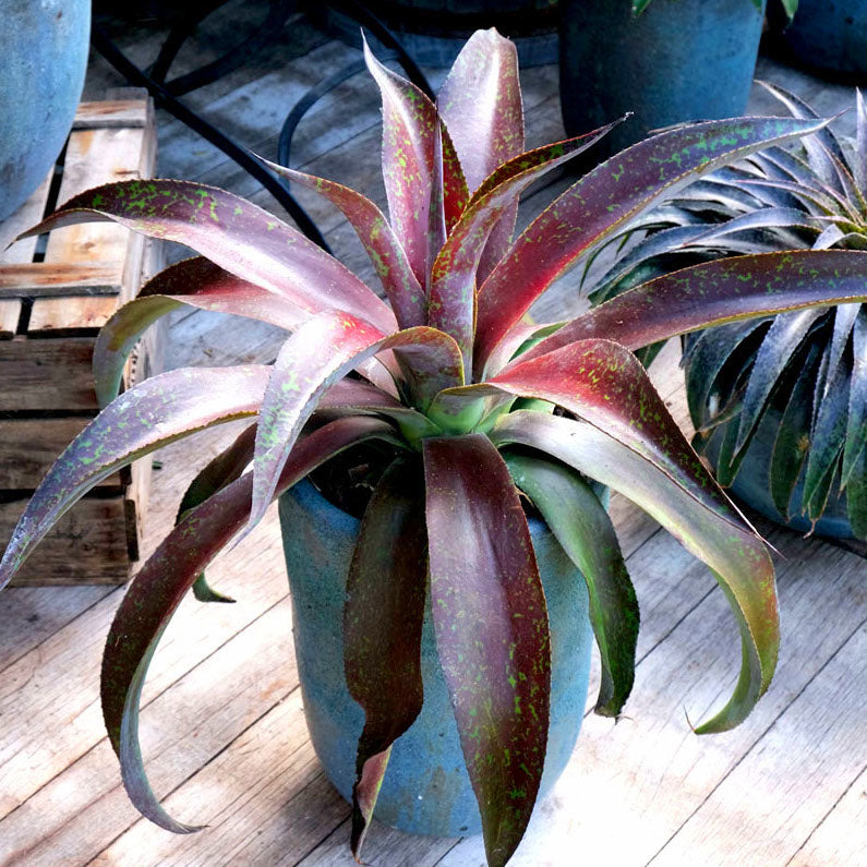 Agave manfredii Mission to Mars ® (Mangave) - Mangave Mission to Mars ® - Agave