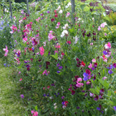 Collection de Pois de senteur - Willemse