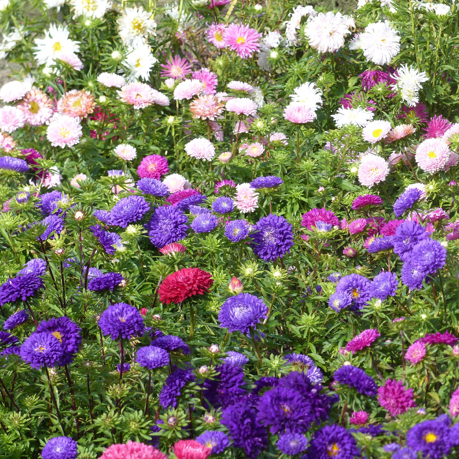 Reine-marguerite à fleurs de chrysanthème en mélange - Willemse