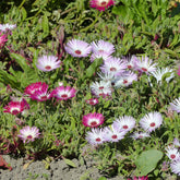 Ficoïdes en mélange - Willemse