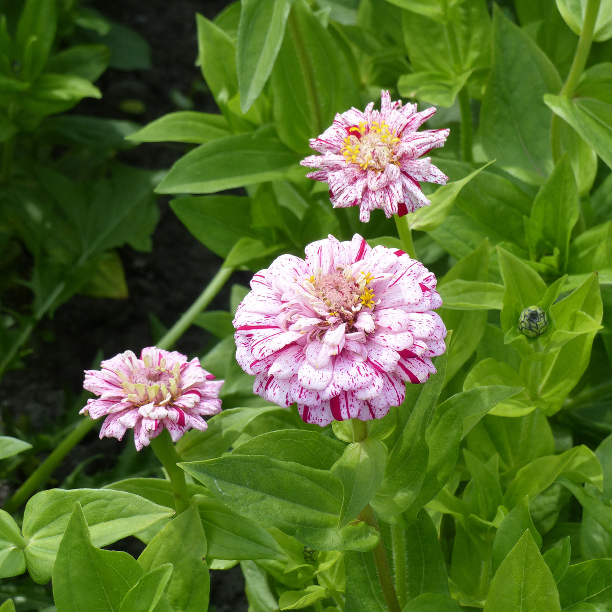Zinnia Peppermint stick en mélange - Zinnia peppermint - Willemse