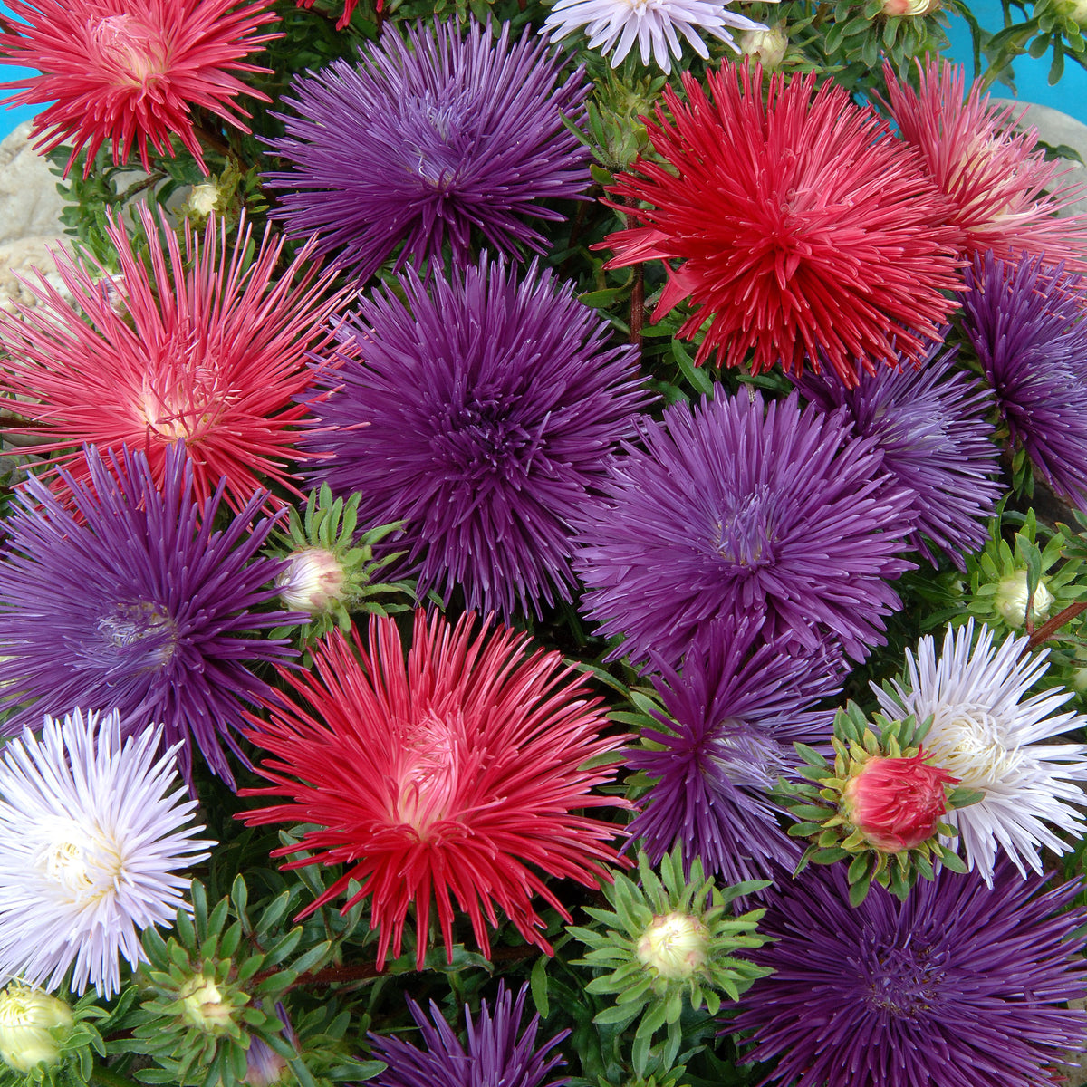 Reine-marguerite Idyll en mélange - Willemse