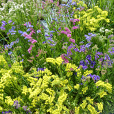 Statices en mélange - Willemse