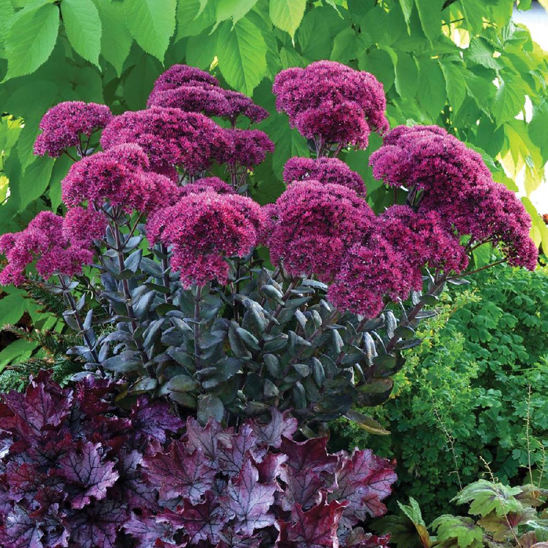 Sedum Thunderhead - Willemse